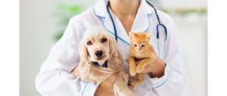 Co powinna zawierać książeczka zdrowia psa i kota?