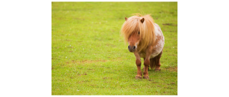 Kuce szetlandzkie - opis najmniejszej rasy koni