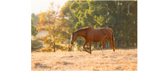 Koń wielkopolski – najważniejsze informacje o rasie