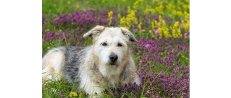 Czy istnieje rasowy kundel? Wszystko co musisz wiedzieć o kundlach