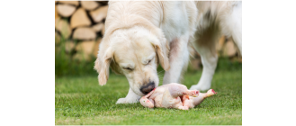 5 najpopularniejszych mitów na temat kurczaka w diecie psa – czy naprawdę należy się go obawiać?