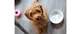 Przysmaki dla szczeniaka – jakie wybierać i kiedy podawać?