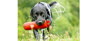 Pies myśliwski – grupy ras psów myśliwskich i ich krótka charakterystyka