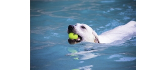 Labrador retriever – najważniejsze informacje o rasie