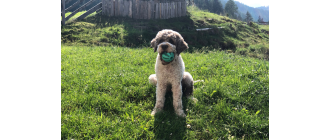 Lagotto romagnolo (włoski pies dowodny) - encyklopedia psów
