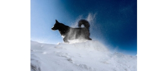 Pierwszy pies w kosmosie – poznaj prawdziwą historię Łajki i innych psów w kosmosie