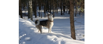 Łajka zachodniosyberyjska (Westsiberian Laika) - Encyklopedia psów