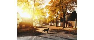 Lamblia u psa. Jak uchronić psa przed tym pasożytem?