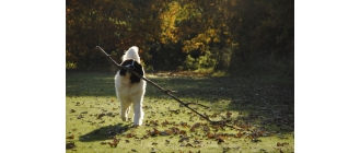 Landseer, jaka jest odmiana Nowofunlanda? Encyklopedia psów