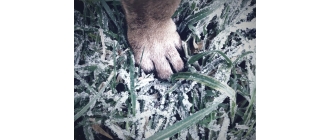 Jak dbać o cztery łapy psa? Tajniki pielęgnacji psich łap w lato i w zimę