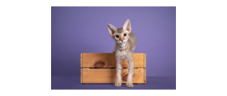 Koty rasy LaPerm – najważniejsze informacje o rasie