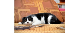 Laser dla kota, czy jest to bezpieczna zabawa z kotem?