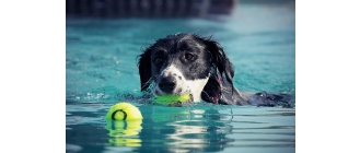 Jak dbać o psa w czasie upałów? Porady weterynarza