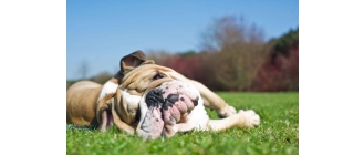 Jak pomóc psu i kotu przetrwać upały