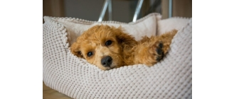 Blue młodsza siostra Boro Springer radzi jak dobrać wyprawkę dla szczeniąt