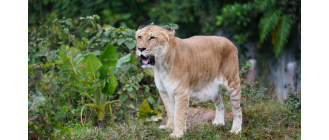 Legrys (lygrys) - krzyżówka wielkich kotów