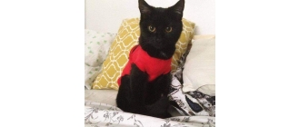 Moja Historia Adopcji - cz. 2 Kocie Tymczasy