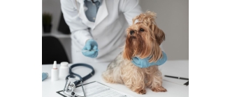 Jak wybrać lek na pasożyty? Najskuteczniejsze metody walki z pasożytami psów i kotów