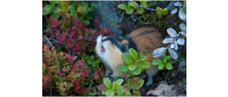 Lemingi i piestruszki stepowe - czy wiesz, że to różne gryzonie?