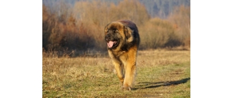 Leonberger – najważniejsze informacje o rasie. Encyklopedia psów