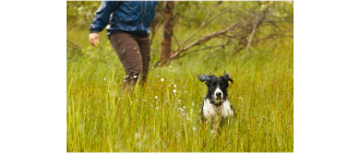 Leptospiroza u psa (choroba stuttgarcka, zespół Weila) - co to za choroba?