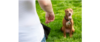 Jak nauczyć psa komendy leżeć? Prosta nauka leżeć