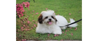 Lhasa apso – najważniejsze informacje o rasie