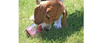 Dlaczego pies liże? Co oznacza lizanie ścian, podłogi, łap, innego psa czy człowieka?