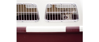 Przewóz zwierząt samolotem: psy, koty i inne zwierzęta towarzyszące. Co należy wiedzieć?