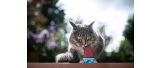 Czy kot może jeść lody w upalne dni?