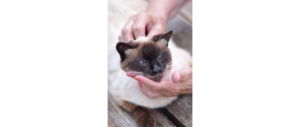 Jak rozpoznać łupież u kota? Sprawdź skąd się bierze koci łupież