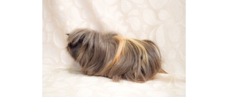 Łupież u świnki morskiej