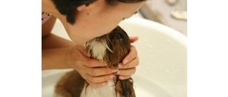 Czy łupież u psa jest niebezpieczny? Poznaj przyczyny psiego łupieżu