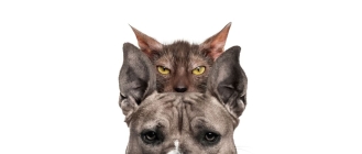 Lykoi, czyli kot wilkołak (Lykoi cat) – Encyklopedia kotów