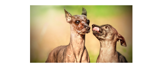 Jaka jest rasa psa bez sierści? Poznaj topowe łyse psy!