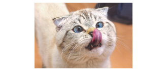 Czy makaron dla kota to dobry pomysł?