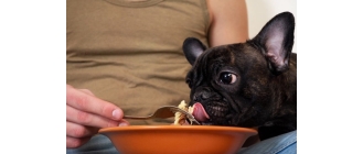 Czy pies może jeść makaron?