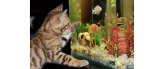 Rybki do małego akwarium - najpopularniejsze gatunki