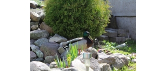 Czy warto zakładać małe oczko wodne?