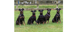 Manchester terrier - encyklopedia psów