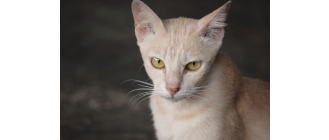 Kot jawajski (Javanese cat) - Encyklopedia ras kotów