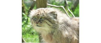 Manul stepowy – najważniejsze informacje o gatunku