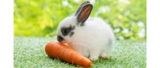Jakie owoce i warzywa może jeść królik?