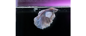 Martwica płetw – objawy, przyczyny, leczenie. Czy jest zaraźliwa?