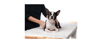 Podstawy fizjoterapii psów – poznaj masaż relaksacyjny i uspokajający dla psa