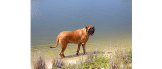 Mastif angielski, czyli łagodny olbrzym. Encyklopedia psów