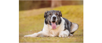 Mastif hiszpański (mastín español) - encyklopedia ras psów