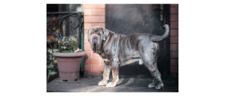 Mastif neapolitański (mastino napoletano) – Encyklopedia psów