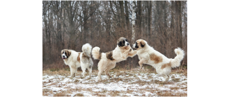 Mastif pirenejski (Mastín del Pirineo) - encyklopedia ras psów