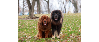 Mastif tybetański (Do khyi) - encyklopedia psów